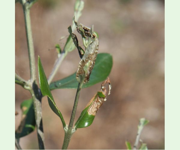 Priadzovček olivový