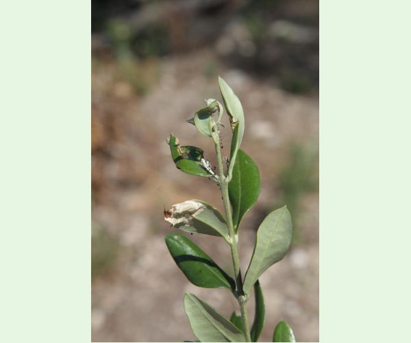 Priadzovček olivový