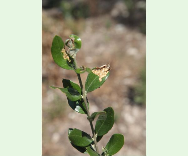 Priadzovček olivový