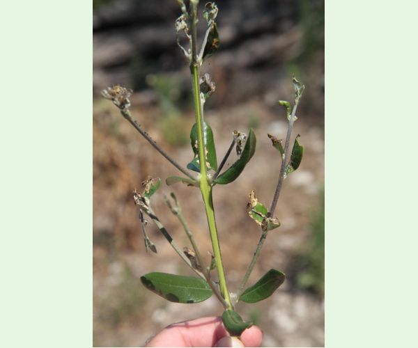 Priadzovček olivový