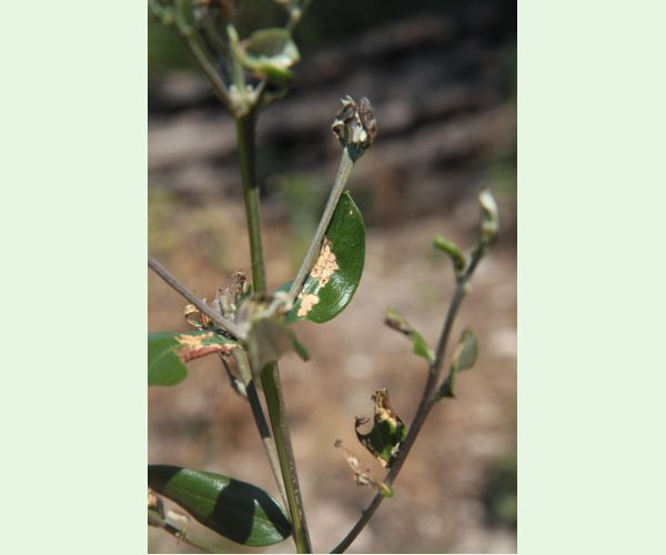 Priadzovček olivový