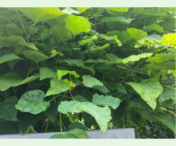 Múčnatka Erysiphe elevata