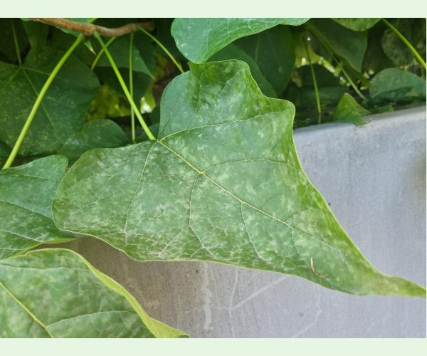 Múčnatka Erysiphe elevata