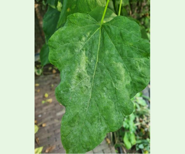 Múčnatka Erysiphe elevata