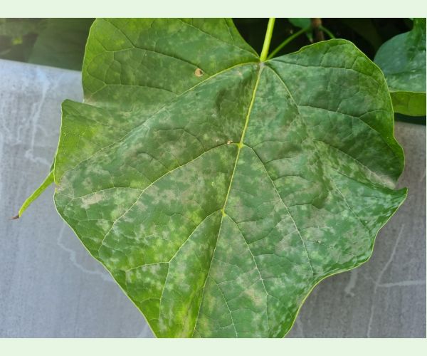 Múčnatka Erysiphe elevata