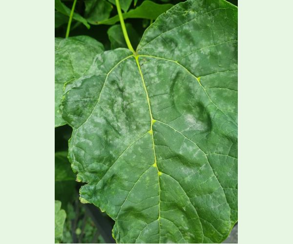 Múčnatka Erysiphe elevata