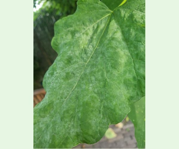 Múčnatka Erysiphe elevata