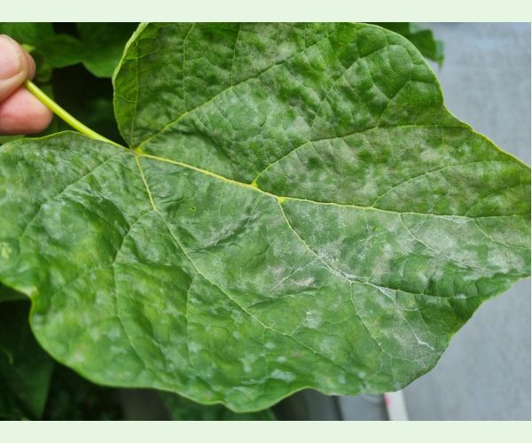 Múčnatka Erysiphe elevata