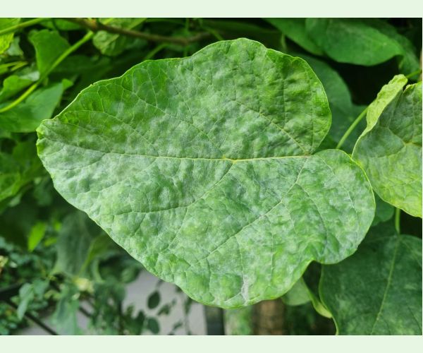 Múčnatka Erysiphe elevata