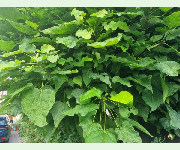 Múčnatka Erysiphe elevata