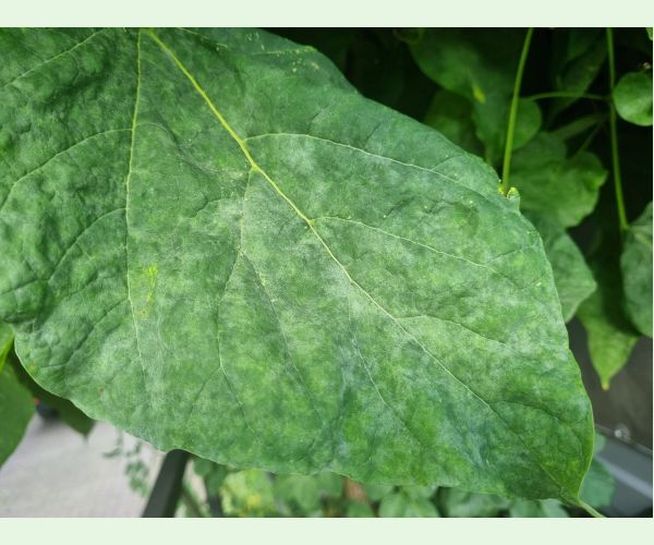 Múčnatka Erysiphe elevata