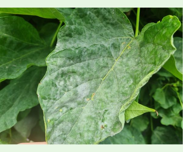 Múčnatka Erysiphe elevata