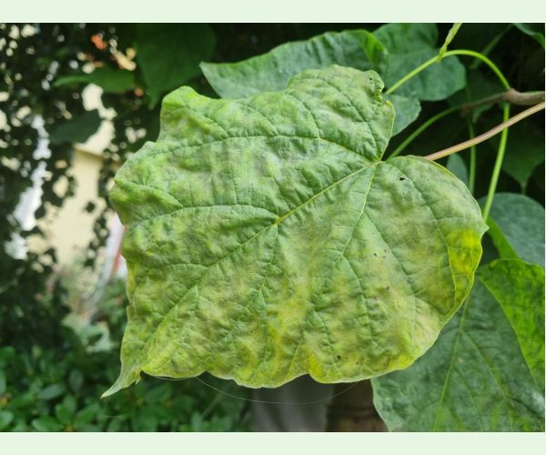 Múčnatka Erysiphe elevata