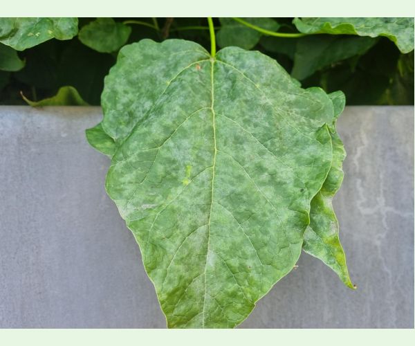 Múčnatka Erysiphe elevata