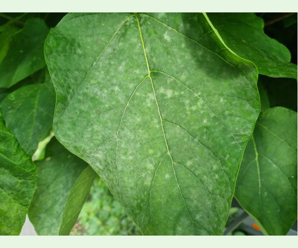 Múčnatka Erysiphe elevata