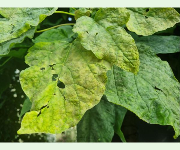 Múčnatka Erysiphe elevata