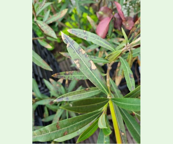 Škvrnitosť listov oleandra