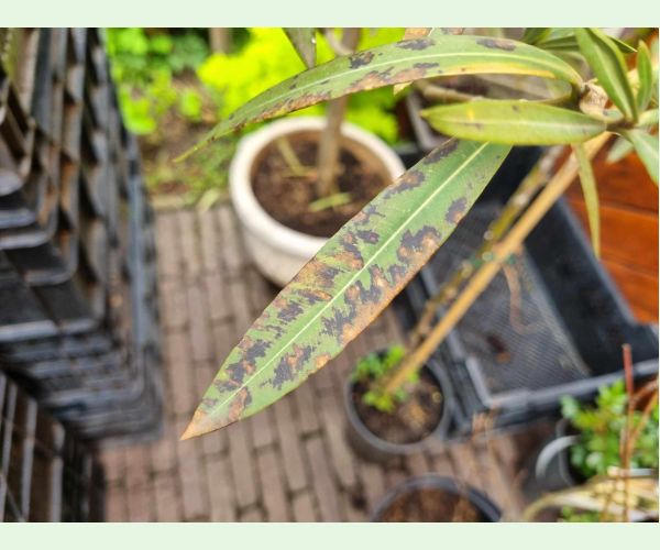 Škvrnitosť listov oleandra