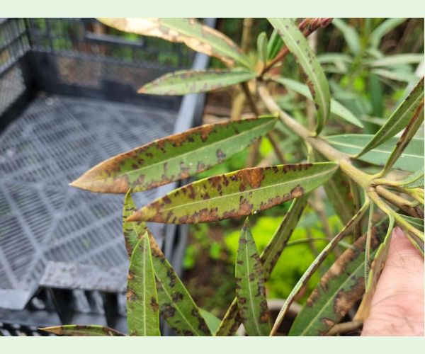 Škvrnitosť listov oleandra