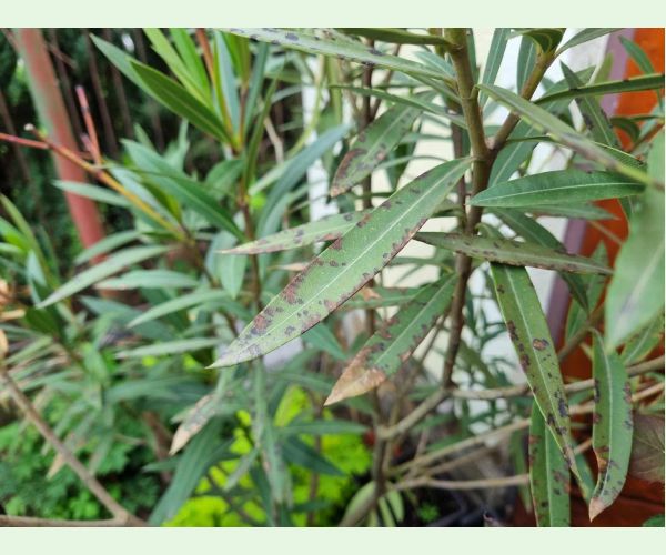 Škvrnitosť listov oleandra