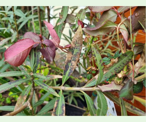 Škvrnitosť listov oleandra