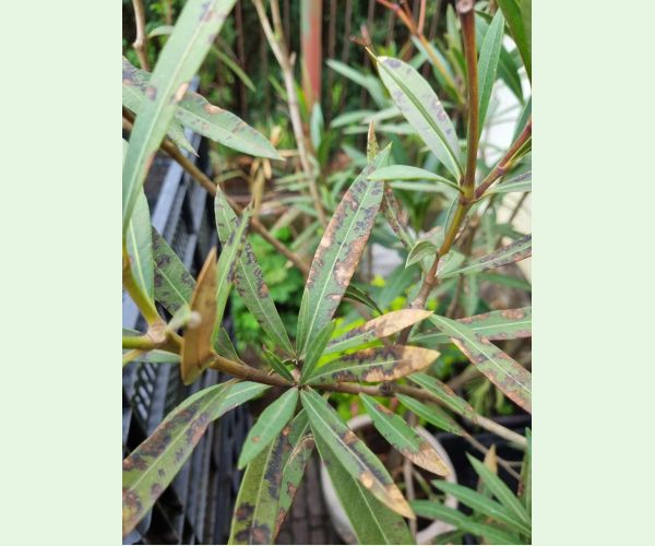 Škvrnitosť listov oleandra
