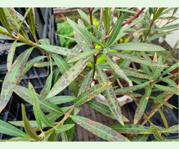 Škvrnitosť listov oleandra