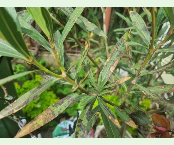 Škvrnitosť listov oleandra