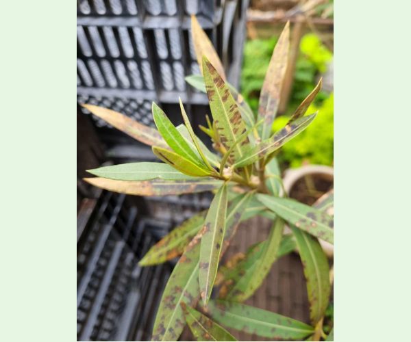 Škvrnitosť listov oleandra