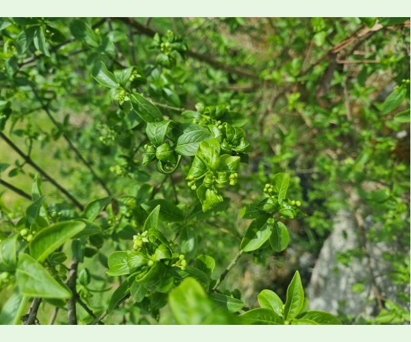 Voška Aphis euonymi