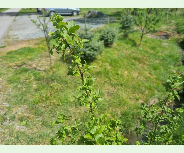 Voška Aphis euonymi