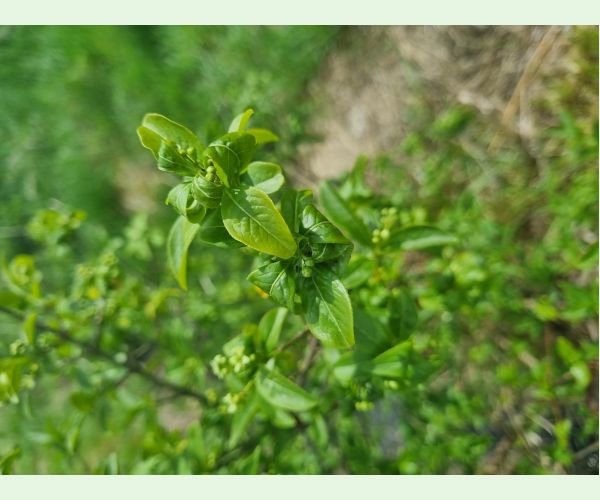 Voška Aphis euonymi