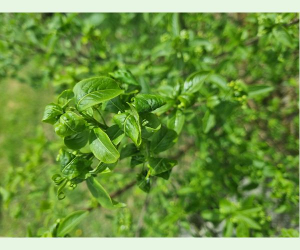 Voška Aphis euonymi