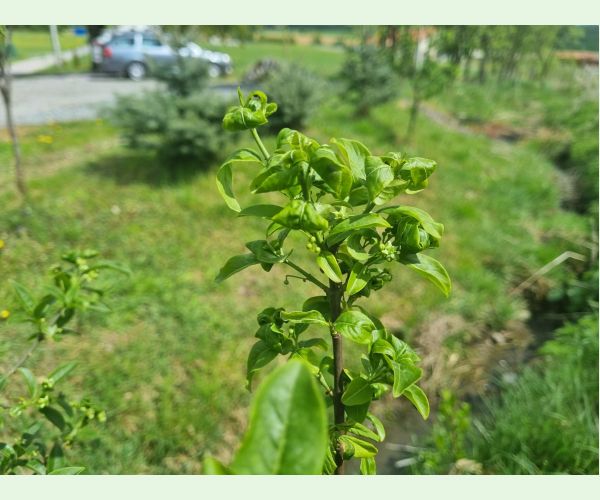 Voška Aphis euonymi