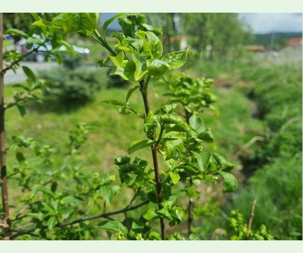 Voška Aphis euonymi