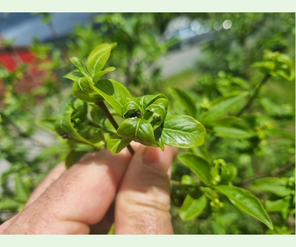 Voška Aphis euonymi