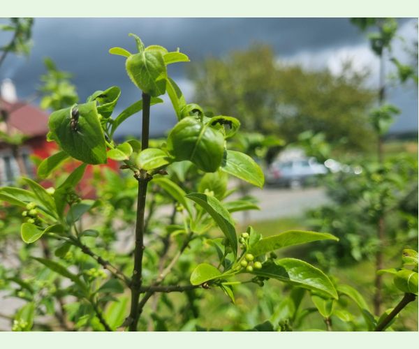 Voška Aphis euonymi