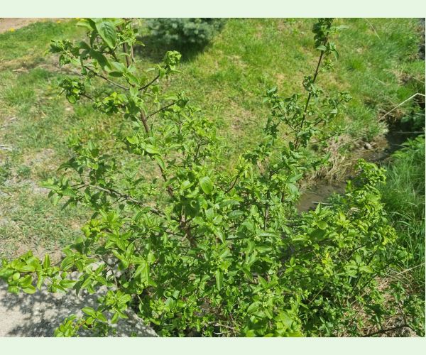 Voška Aphis euonymi