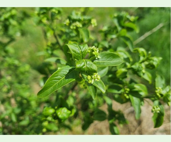 Voška Aphis euonymi