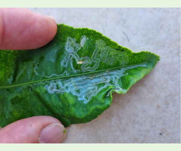 Listovníček citrusový