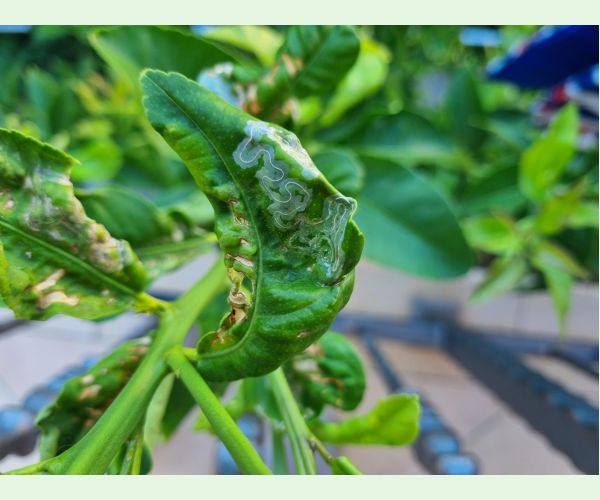 Listovníček citrusový