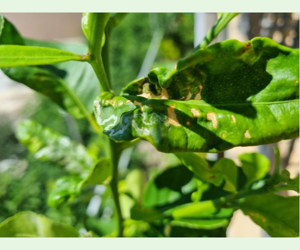 Listovníček citrusový