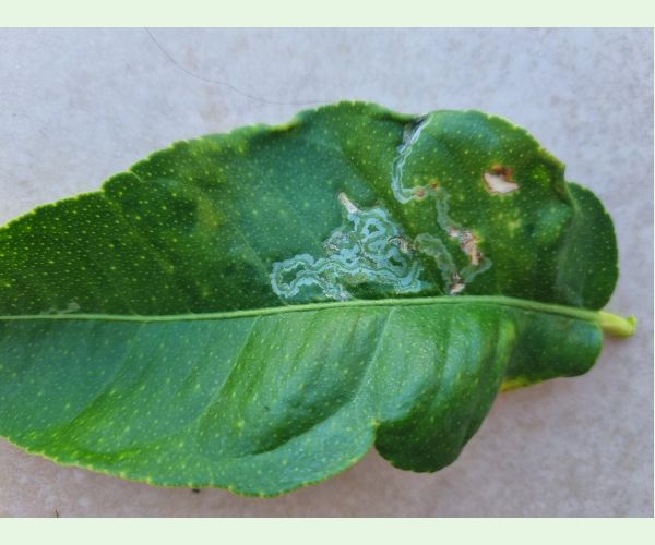 Listovníček citrusový