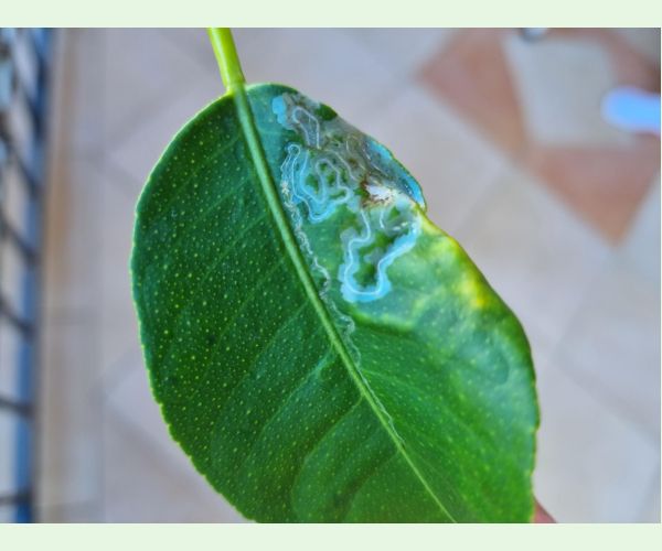 Listovníček citrusový