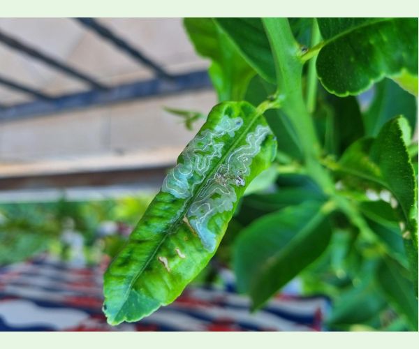 Listovníček citrusový