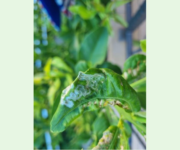 Listovníček citrusový