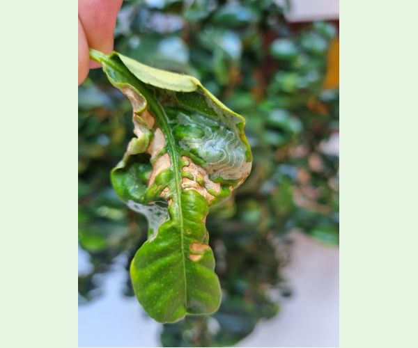 Listovníček citrusový