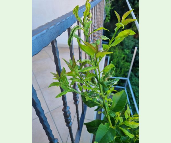 Listovníček citrusový