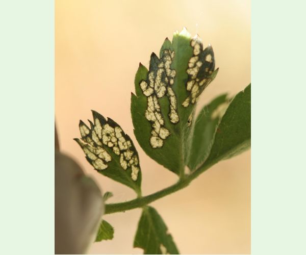 Piliarka Endelomyia aethiops