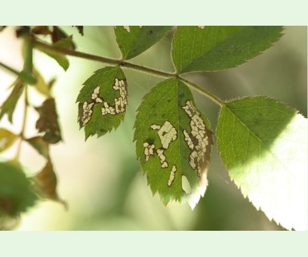 Piliarka Endelomyia aethiops